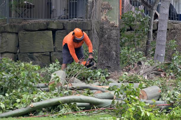 Professional Tree Services in Willow Park, TX
