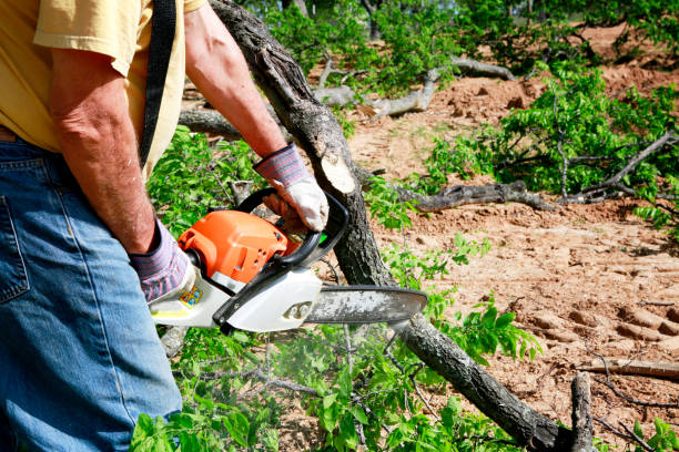 Best Firewood Processing and Delivery  in Willow Park, TX