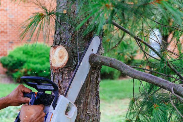 How Our Tree Care Process Works  in  Willow Park, TX